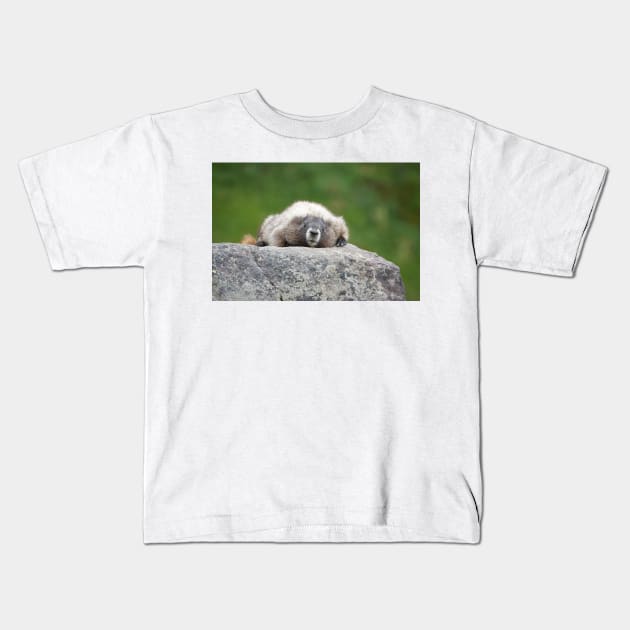 Marmot resting on a rock in Mount Rainier National Park Kids T-Shirt by SDym Photography